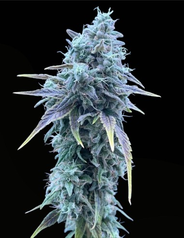 Sweet Pink Grapefruit (Commonwealth Seed Co) 🍊 Agrumi Funky