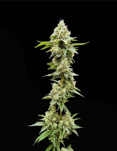 Sundew Feminized (Commonwealth Seed Co) 🌸 Ibrido Dolce