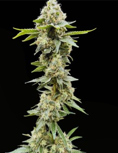 Sundew Feminized (Commonwealth Seed Co) 🌸 Ibrido Dolce 2