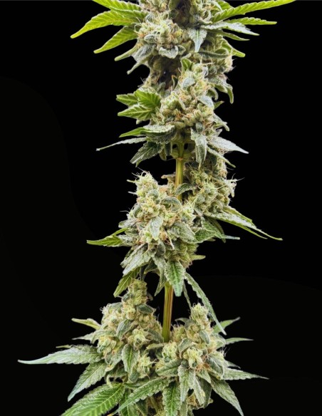 Sundew Feminized (Commonwealth Seed Co) 🌸 Ibrido Dolce