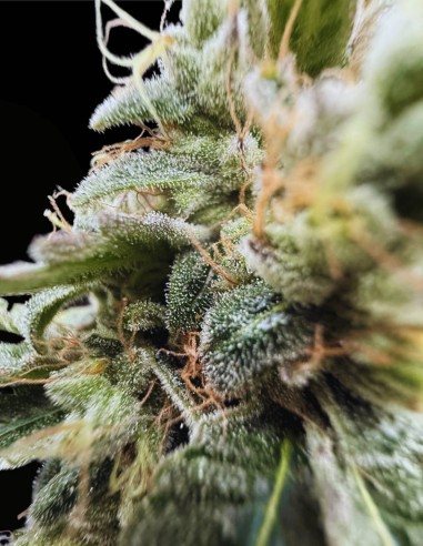 Sundew Feminized (Commonwealth Seed Co) 🌸 Ibrido Dolce