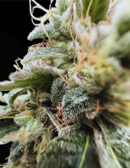 Sundew Feminized (Commonwealth Seed Co) 🌸 Ibrido Dolce