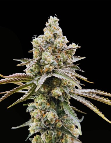 Piesol (Commonwealth Seed Co) 🍇 Ibrido all’uva gassosa