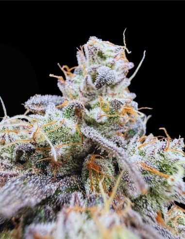 Piesol (Commonwealth Seed Co) 🍇 Ibrido all’uva gassosa