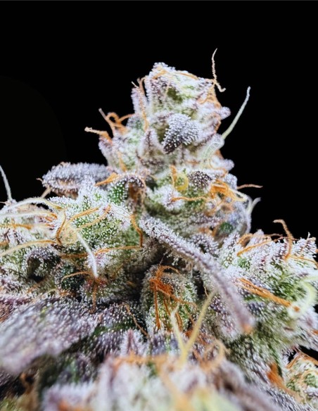 Piesol (Commonwealth Seed Co) 🍇 Ibrido all’uva gassosa