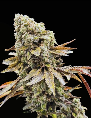 Piesol (Commonwealth Seed Co) 🍇 Ibrido all’uva gassosa