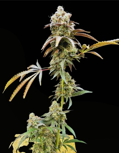 Piesol (Commonwealth Seed Co) 🍇 Ibrido all’uva gassosa