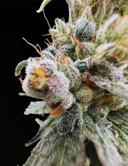 Piesol (Commonwealth Seed Co) 🍇 Ibrido all’uva gassosa