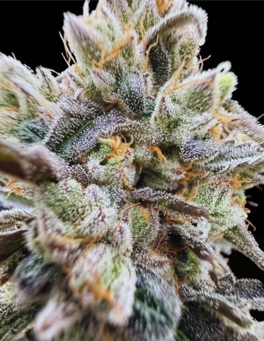 Piesol (Commonwealth Seed Co) 🍇 Ibrido all’uva gassosa