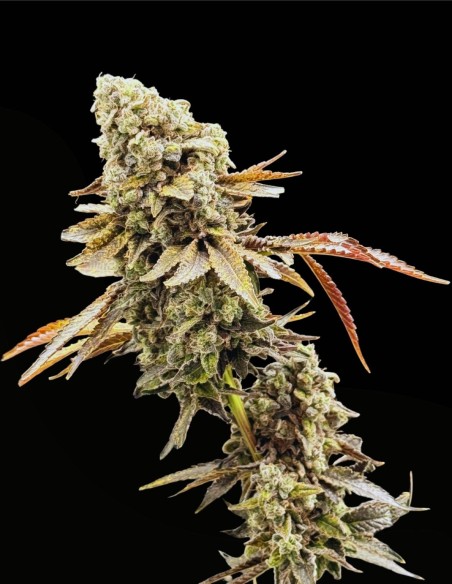 Piesol (Commonwealth Seed Co) 🍇 Ibrido all’uva gassosa