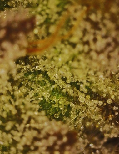 Piesol (Commonwealth Seed Co) 🍇 Ibrido all’uva gassosa