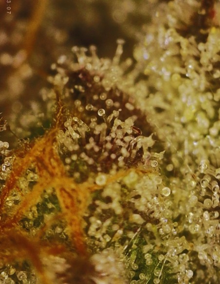 Piesol (Commonwealth Seed Co) 🍇 Ibrido all’uva gassosa