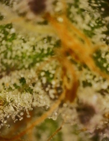 Piesol (Commonwealth Seed Co) 🍇 Ibrido all’uva gassosa