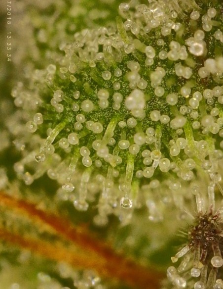 Piesol (Commonwealth Seed Co) 🍇 Ibrido all’uva gassosa