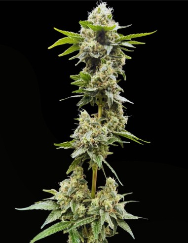 Grape Ghost (Commonwealth Seed Co) 👻 Ibrido OG funky