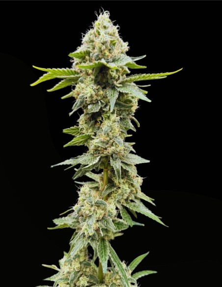 Grape Ghost (Commonwealth Seed Co) 👻 Ibrido OG funky