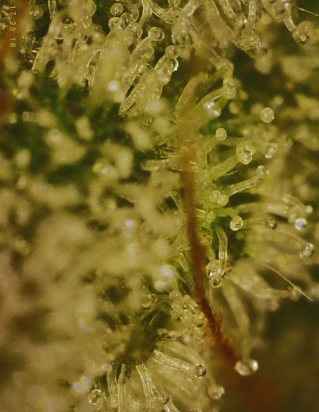 Grape Ghost (Commonwealth Seed Co) 👻 Ibrido OG funky