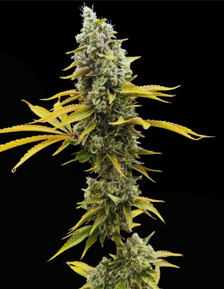 Sour Irene OG x Grape Sunshine (Commonwealth Seed Co) 🍋