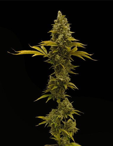 Sour Irene OG x Grape Sunshine (Commonwealth Seed Co) 🍋