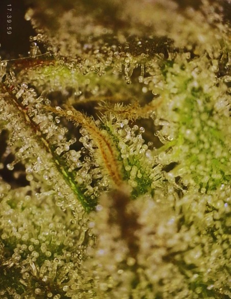 Sour Irene OG x Grape Sunshine (Commonwealth Seed Co) 🍋