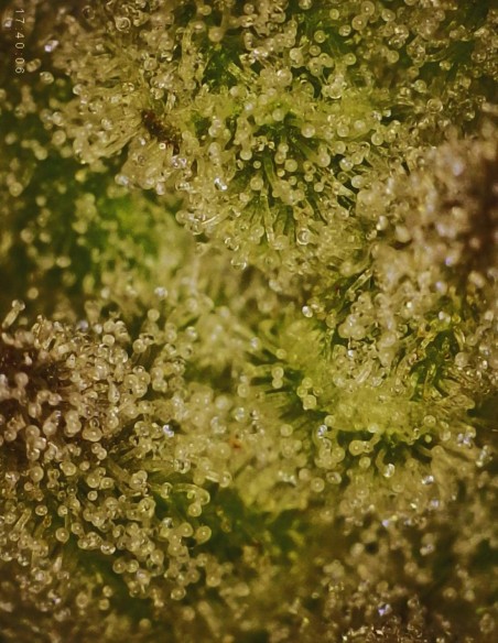 Sour Irene OG x Grape Sunshine (Commonwealth Seed Co) 🍋