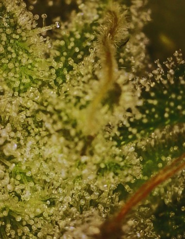 Sour Irene OG x Grape Sunshine (Commonwealth Seed Co) 🍋