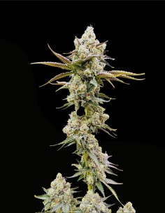 Golden Guava (Commonwealth Seed Co) 🥭 Terpeni tropicali