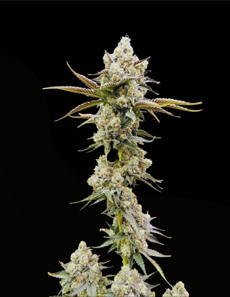 Golden Guava (Commonwealth Seed Co) 🥭 Terpeni tropicali