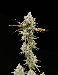 Golden Guava (Commonwealth Seed Co) 🥭 Terpeni tropicali 2