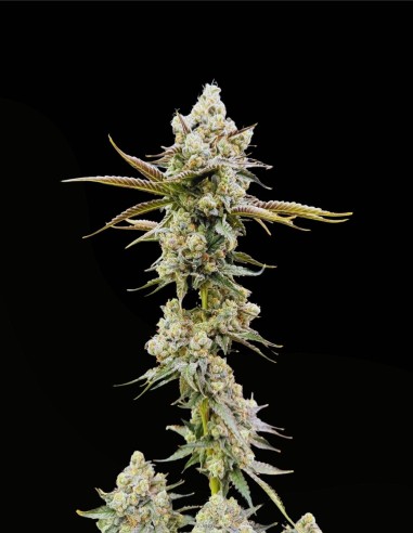 Golden Guava (Commonwealth Seed Co) 🥭 Terpeni tropicali