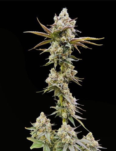 Golden Guava (Commonwealth Seed Co) 🥭 Terpeni tropicali