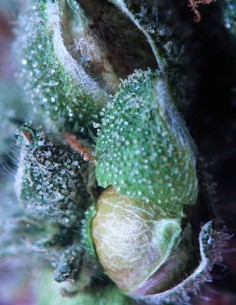 Merkabah (Delta 9 Lab) 🍋​🌿​ Kreative Energie 2