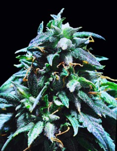 Merkabah (Delta 9 Lab) 🍋​🌿​ Kreative Energie