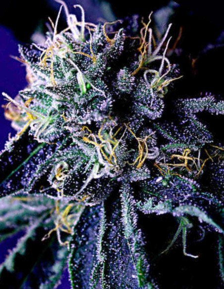 Merkabah (Delta 9 Lab) 🍋​🌿​ Kreative Energie