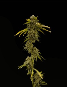 Xenon (Commonwealth Seed Co) ❄️ Sapore uva-menta