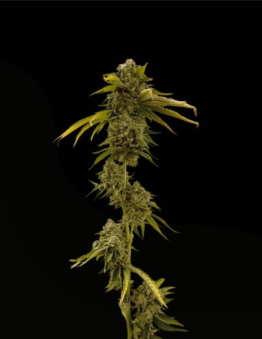 Xenon (Commonwealth Seed Co) ❄️ Sapore uva-menta