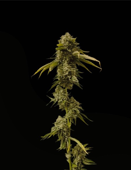 Xenon (Commonwealth Seed Co) ❄️ Sapore uva-menta