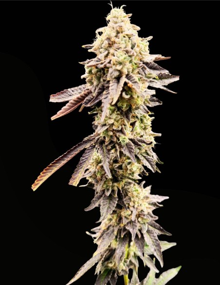 Xenon (Commonwealth Seed Co) ❄️ Sapore uva-menta