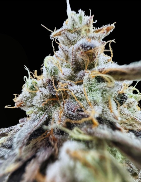 Xenon (Commonwealth Seed Co) ❄️ Sapore uva-menta