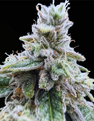 Xenon (Commonwealth Seed Co) ❄️ Sapore uva-menta