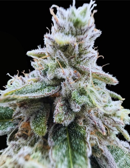 Xenon (Commonwealth Seed Co) ❄️ Sapore uva-menta