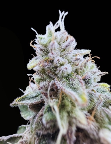 Xenon (Commonwealth Seed Co) ❄️ Sapore uva-menta