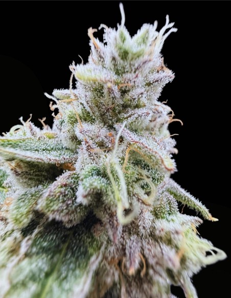 Xenon (Commonwealth Seed Co) ❄️ Sapore uva-menta