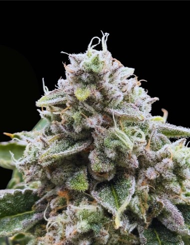 Xenon (Commonwealth Seed Co) ❄️ Sapore uva-menta