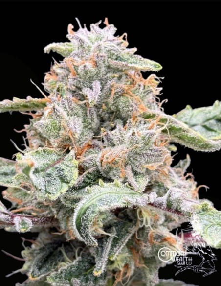 Starshine Feminized (Commonwealth Seed Co) 🍬 Candy OG Power