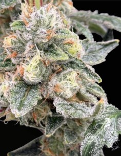 Starshine Feminized (Commonwealth Seed Co) 🍬 Candy OG Power 2