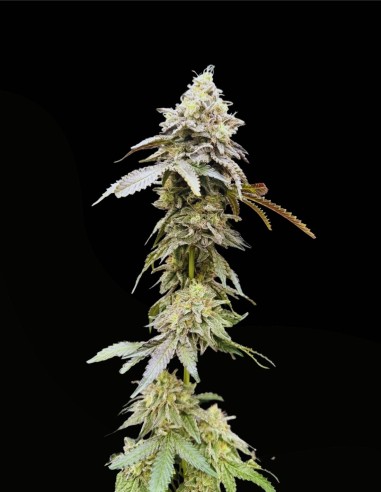 Limelight X Grape Sunshine (Commonwealth Seed Co) 🍋 Agrumi