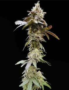 Limelight X Grape Sunshine (Commonwealth Seed Co) 🍋 Agrumi 2