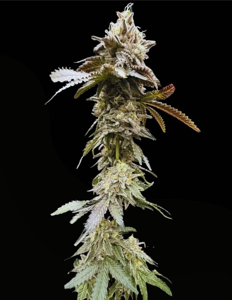 Limelight X Grape Sunshine (Commonwealth Seed Co) 🍋 Agrumi