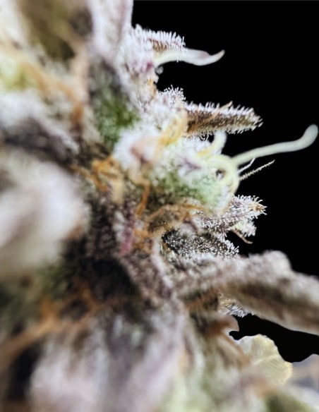 Limelight X Grape Sunshine (Commonwealth Seed Co) 🍋 Agrumi